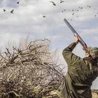 Dove Hunt Day Lease