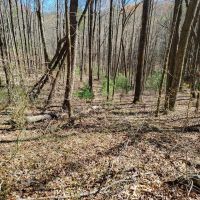 11.9 - Acres in Graham County images 4