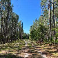 Lake Point Tract -121 Acres images 3