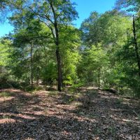 Lake Point Tract -121 Acres images 5