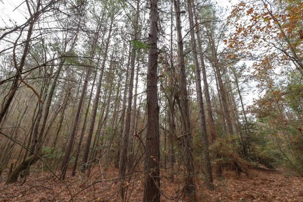 LA - Caldwell 20 acres - featured image