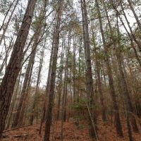 LA - Caldwell 20 acres - images 5