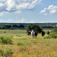 452 - Acres with Lake Springs Scattered Oaks Excellent grasses