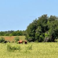452 - Acres with Lake Springs Scattered Oaks Excellent grasses images 3