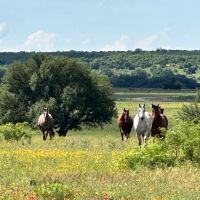 452 - Acres with Lake Springs Scattered Oaks Excellent grasses images 5