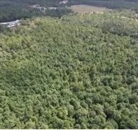87 Acres in Jackson County in Lucedale MS images 3