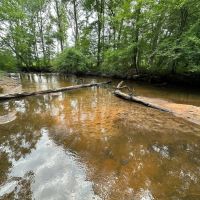 Majestic Hardwood Bottoms Along Patsiliga Creek Near Reynolds