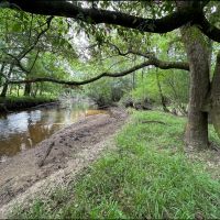 Majestic Hardwood Bottoms Along Patsiliga Creek Near Reynolds images 3