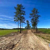 489 - Acres Sam Graham Road Jefferson Davis County Prentiss MS Area images 5