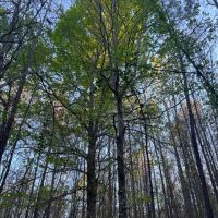 SOLD 38 acres in Perry County AL