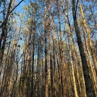 SOLD 38 acres in Perry County AL images 5