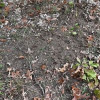 Big Buck Property in Mecosta County Michigan images 4