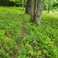 20 Acre Remote Destination Near Norwalk Wisconsin images 1