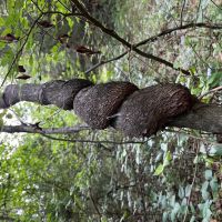 Holman 160 images 5