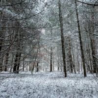 6.5 acre Secluded Camp Lot Dickinson NY