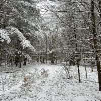 6.5 acre Secluded Camp Lot Dickinson NY images 2