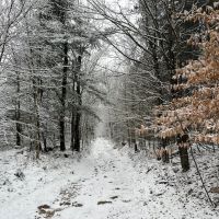 6.5 acre Secluded Camp Lot Dickinson NY images 3