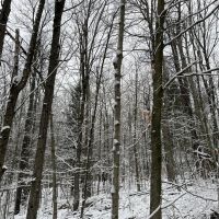 6.5 acre Secluded Camp Lot Dickinson NY images 4