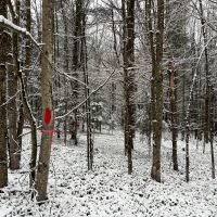 6.5 acre Secluded Camp Lot Dickinson NY images 5