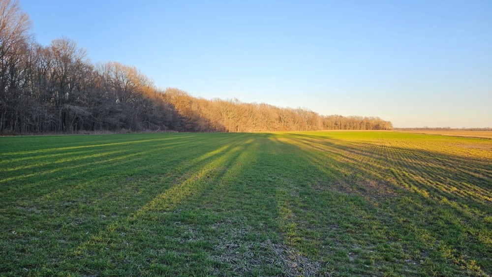 160 Acres with Two Homes in Sunflower County MS - Serene Fox Farms featured image