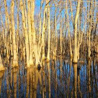 160 Acres with Two Homes in Sunflower County MS - Serene Fox Farms images 2