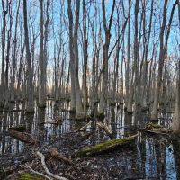 160 Acres with Two Homes in Sunflower County MS - Serene Fox Farms images 4