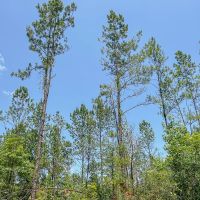 37 Acres CR 364 T-4 images 2