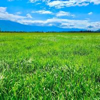 Western Montana Meadow images 3