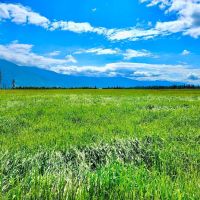 Western Montana Meadow images 4