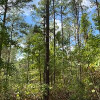 613 Acres FM 247 T-7 images 2