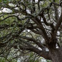 Birdtown Ranch images 3