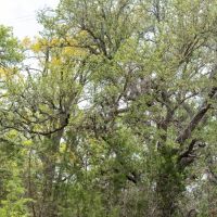 Birdtown Ranch images 5
