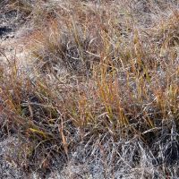 Bittman 150 CRP images 5