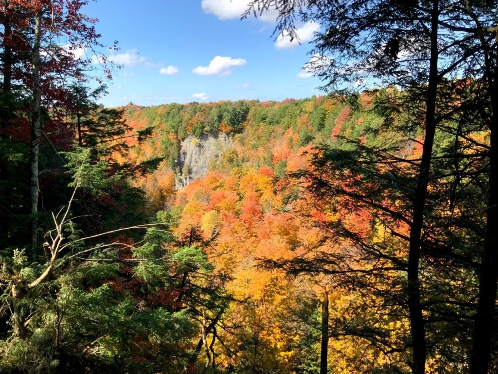 14 acre Hunting Land with River Views Lorraine NY featured image