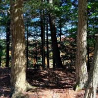 14 acre Hunting Land with River Views Lorraine NY images 2