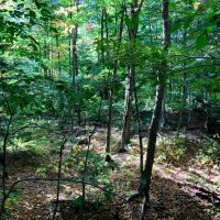 14 acre Hunting Land with River Views Lorraine NY images 3