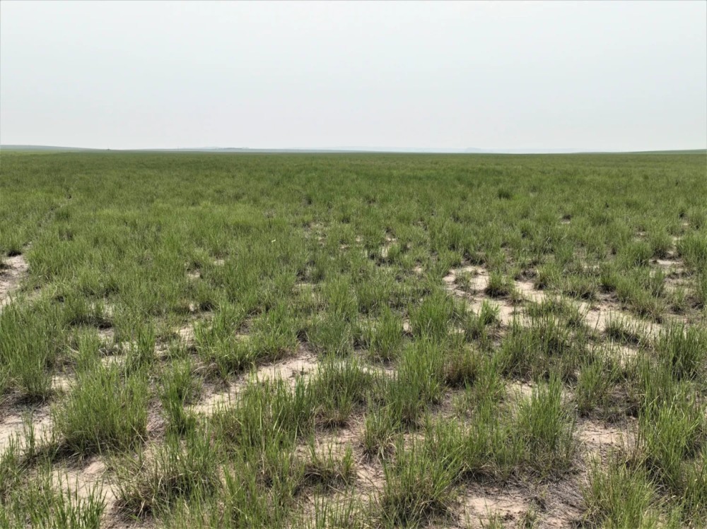237.49 - Acres Dryland Grass Hay in Scotts Bluff County NE featured image