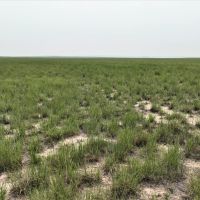 237.49 - Acres Dryland Grass Hay in Scotts Bluff County NE