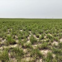237.49 - Acres Dryland Grass Hay in Scotts Bluff County NE images 2