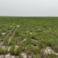 237.49 - Acres Dryland Grass Hay in Scotts Bluff County NE images 3