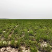237.49 - Acres Dryland Grass Hay in Scotts Bluff County NE images 4
