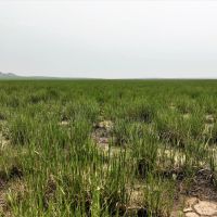 237.49 - Acres Dryland Grass Hay in Scotts Bluff County NE images 5