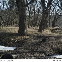 Amazing Hunting Land available in Dallas County