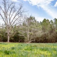 295 Acres Land for Sale Union Parish LA