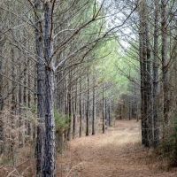 295 Acres Land for Sale Union Parish LA images 3