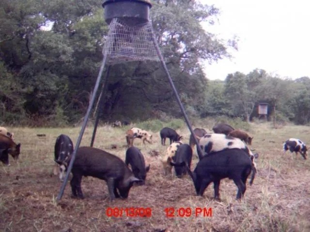194 acres in Matagorda County Texas featured image