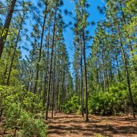 Heaven on Big Satilla Creek images 2