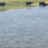 Price Improvement 63 - Acres Callahan County images 3