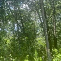 SOLD 59 AC. GENEVA CO images 3