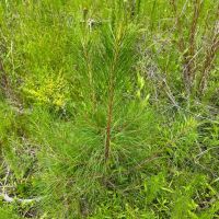 32 acres in Dallas County images 3